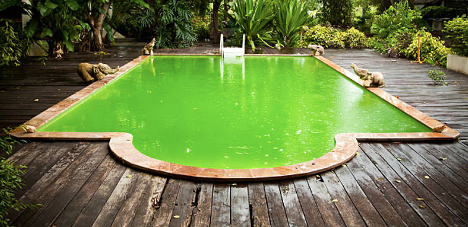 5 Signs Your Pool Needs Professional Help (Before it Turns Into A Swamp)